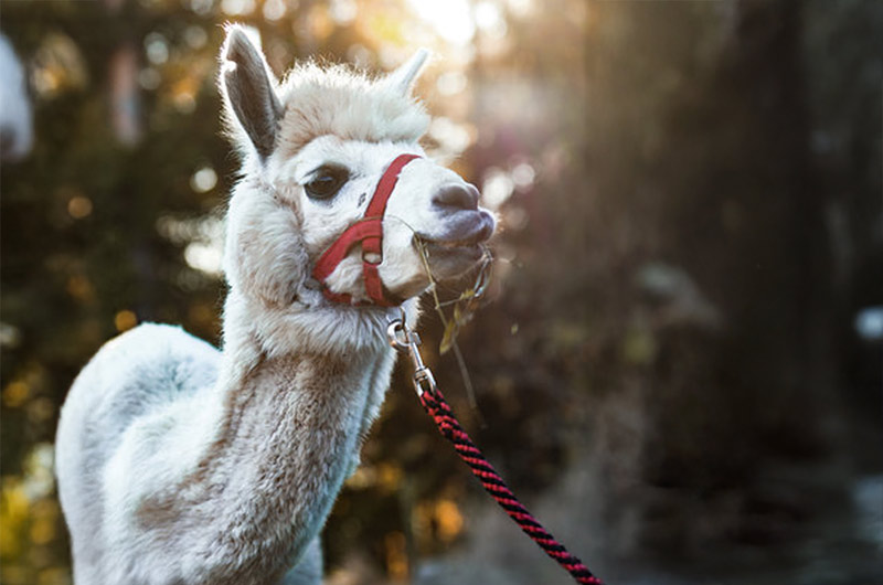 Kopf eines weißen Alpakas mit rotem Geschirr
