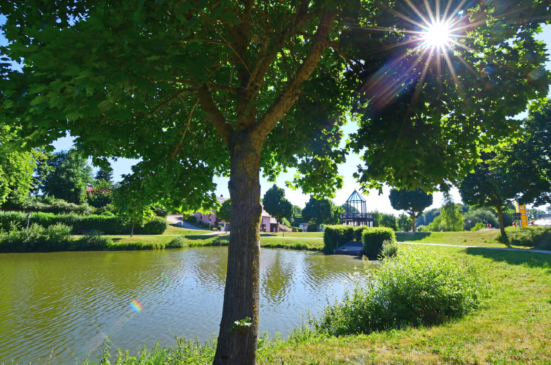 Idyllische Ansicht eines Baums vor einem See