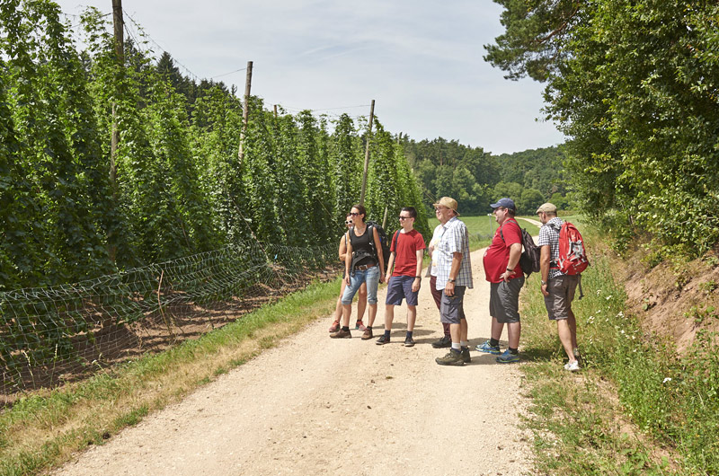 Mehrere Wanderer stehen auf einem Weg vor einem Hopfengarten